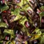 خرید و قیمت شکلات فله ای تلخ 80 درصد | ABK