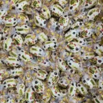 شکلات فله‌ای کوکو چوکو روشن | Roshen ko-ko