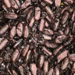 شکلات فله‌ای ترافل قهوه‌ای ای بی کی | ABK